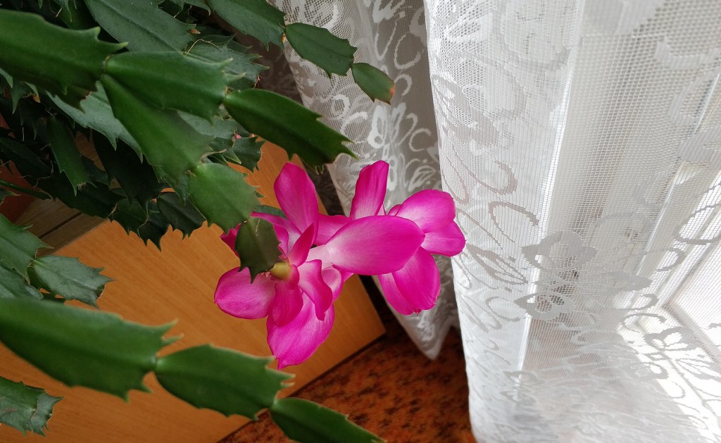 Xiaomi Mi Note 3 prostě šlape! A jaké dělá fotky? Fantastické! 41 IMG 20180310 155029