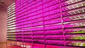 led farma