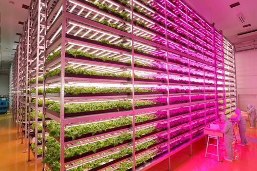 10 000 hlávek salátu za den produkuje největší farma s LED osvětlením 19 led-farma-japonsko