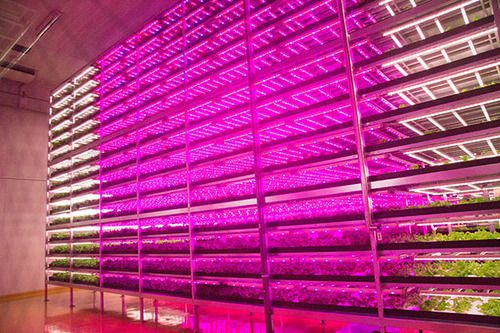 10 000 hlávek salátu za den produkuje největší farma s LED osvětlením 20 led-farma-japonsko