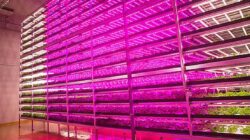 10 000 hlávek salátu za den produkuje největší farma s LED osvětlením